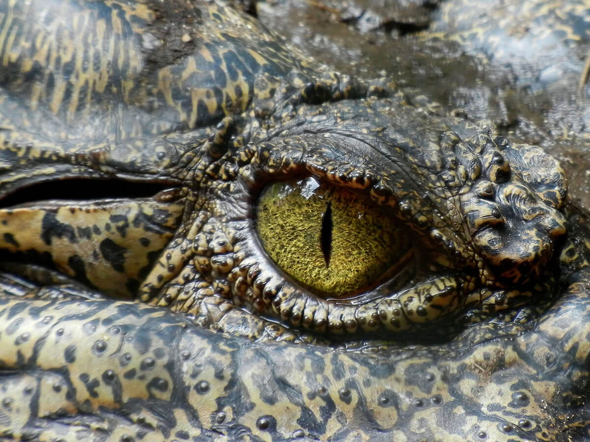 Lizard Image